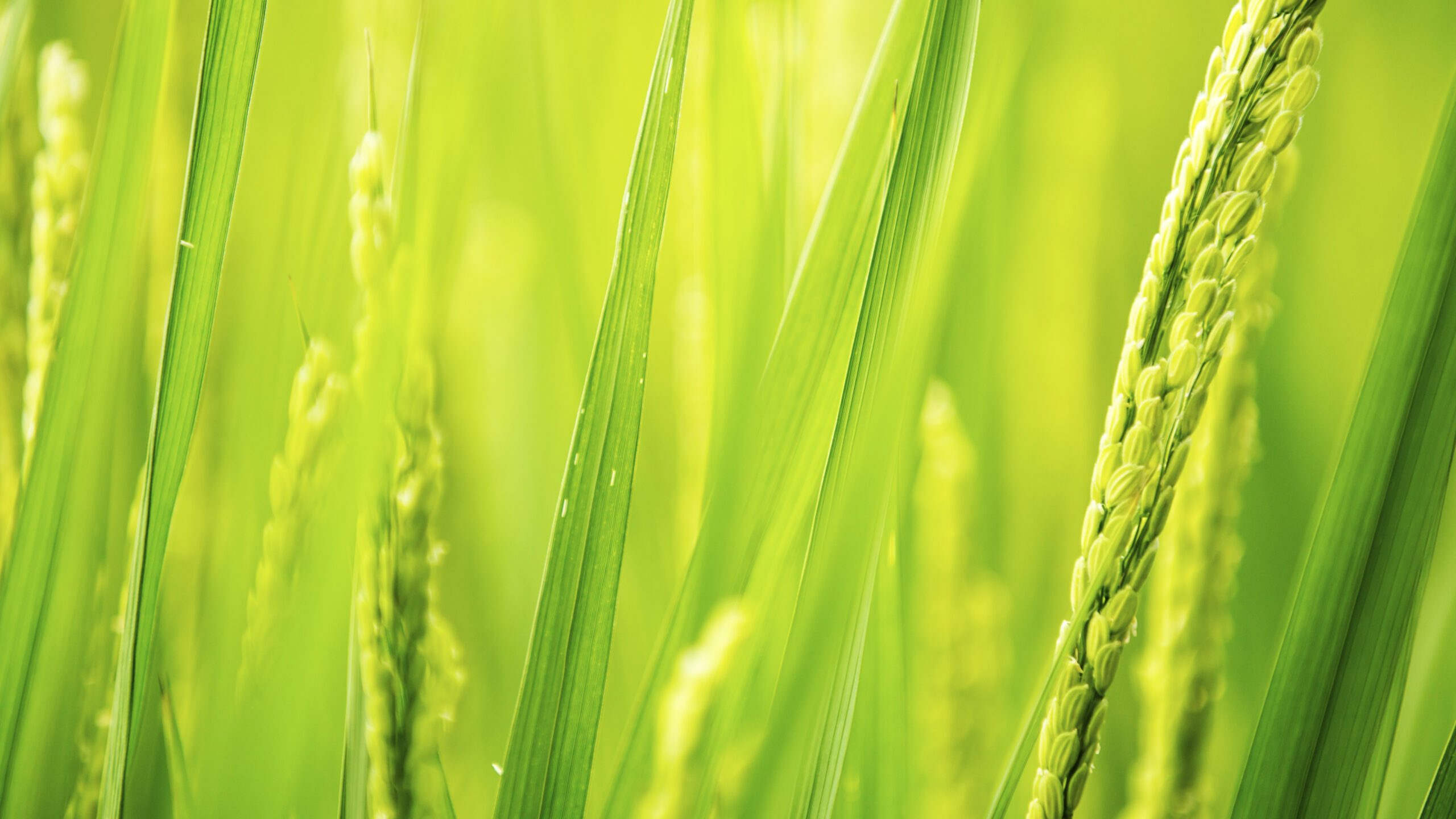 病気や虫害・自然災害に 負けない強さがある