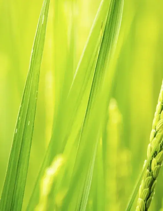 病気や虫害・自然災害に負けない強さ